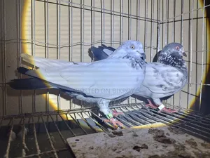 Giribaj Pigeon