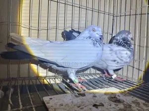 Giribaj Pigeon