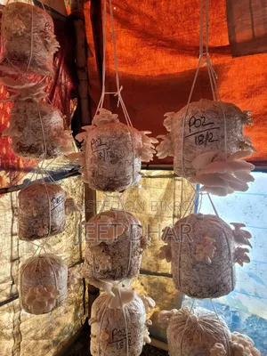 মাশরুম কিনতে চান
