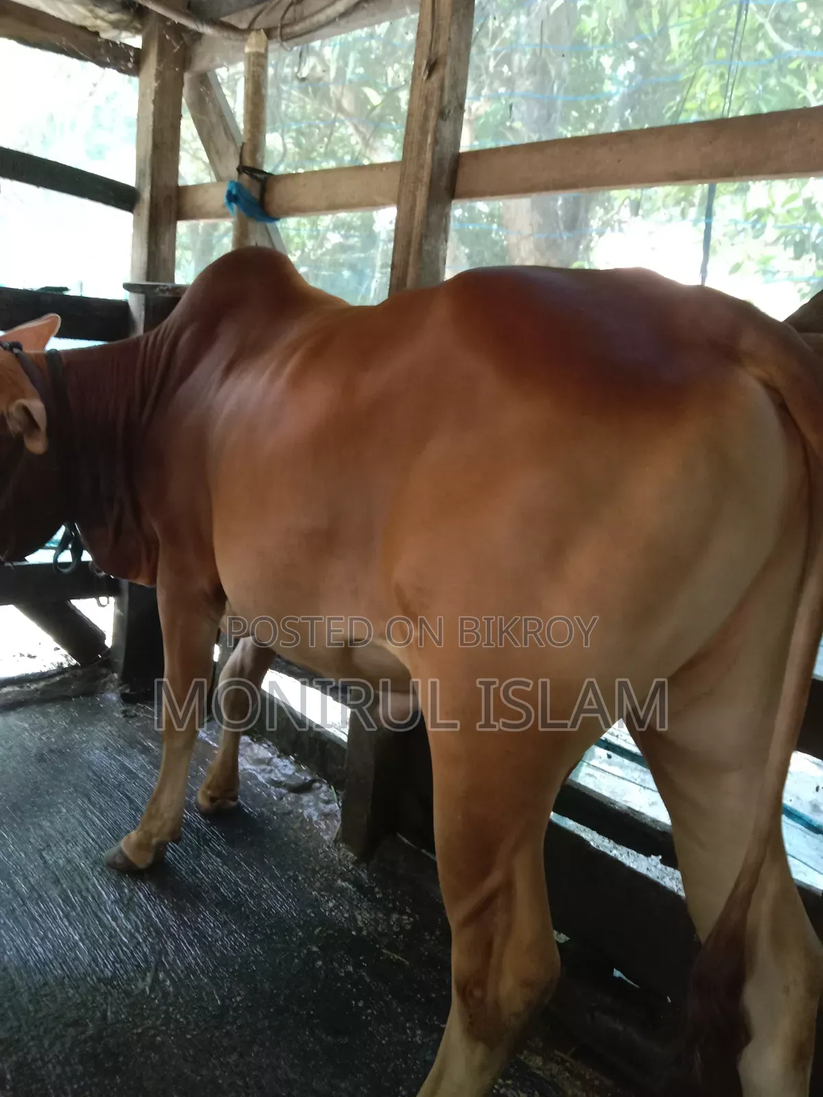 Red Cow for Qurbani