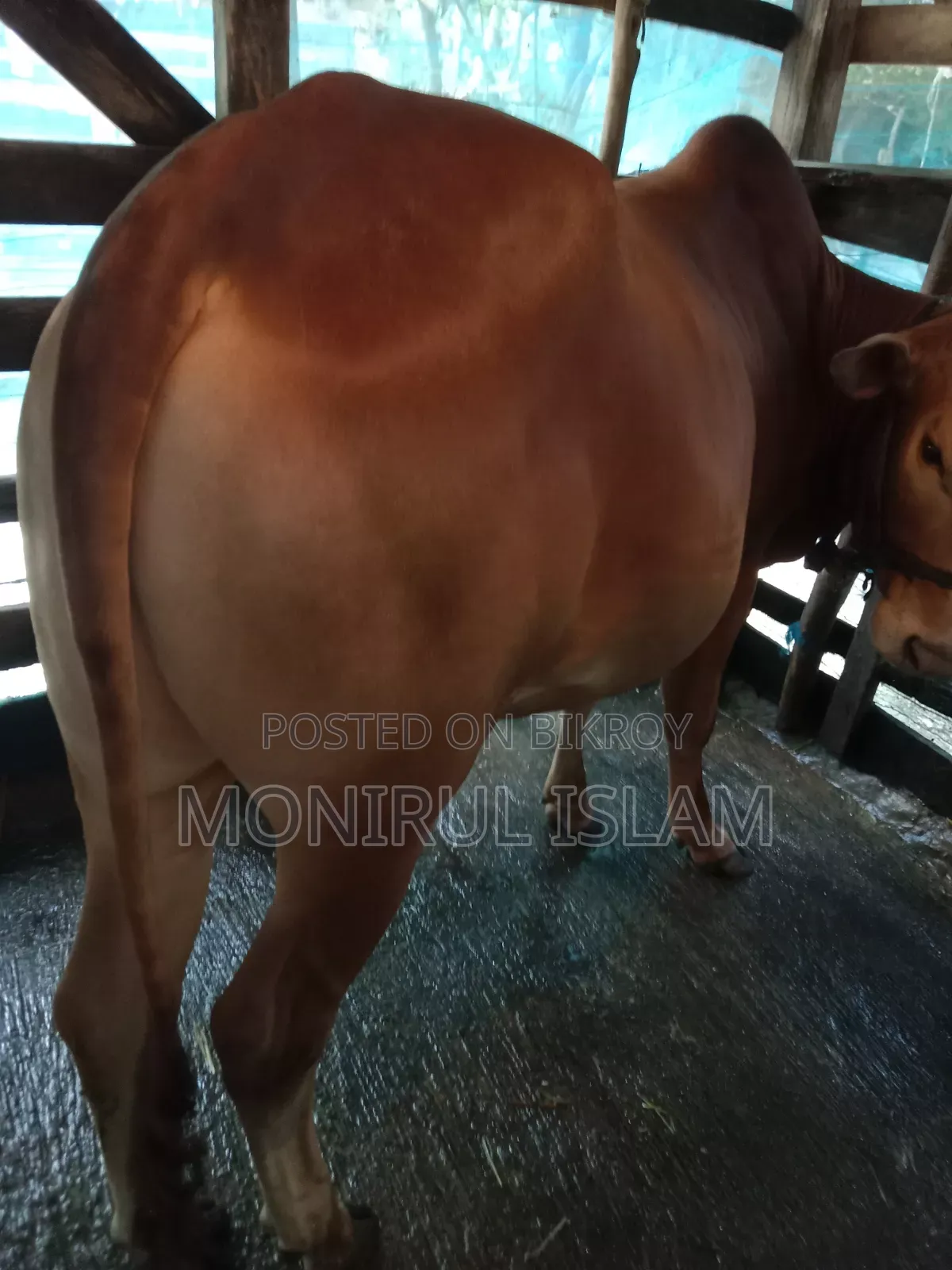 Red Cow for Qurbani