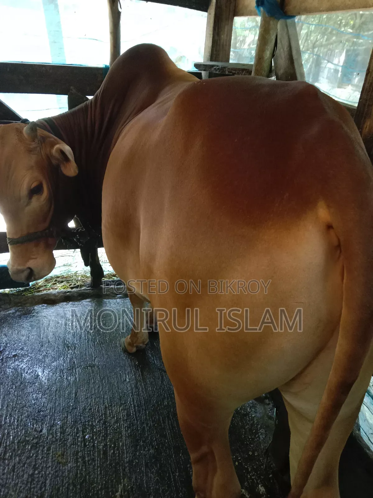 Red Cow for Qurbani