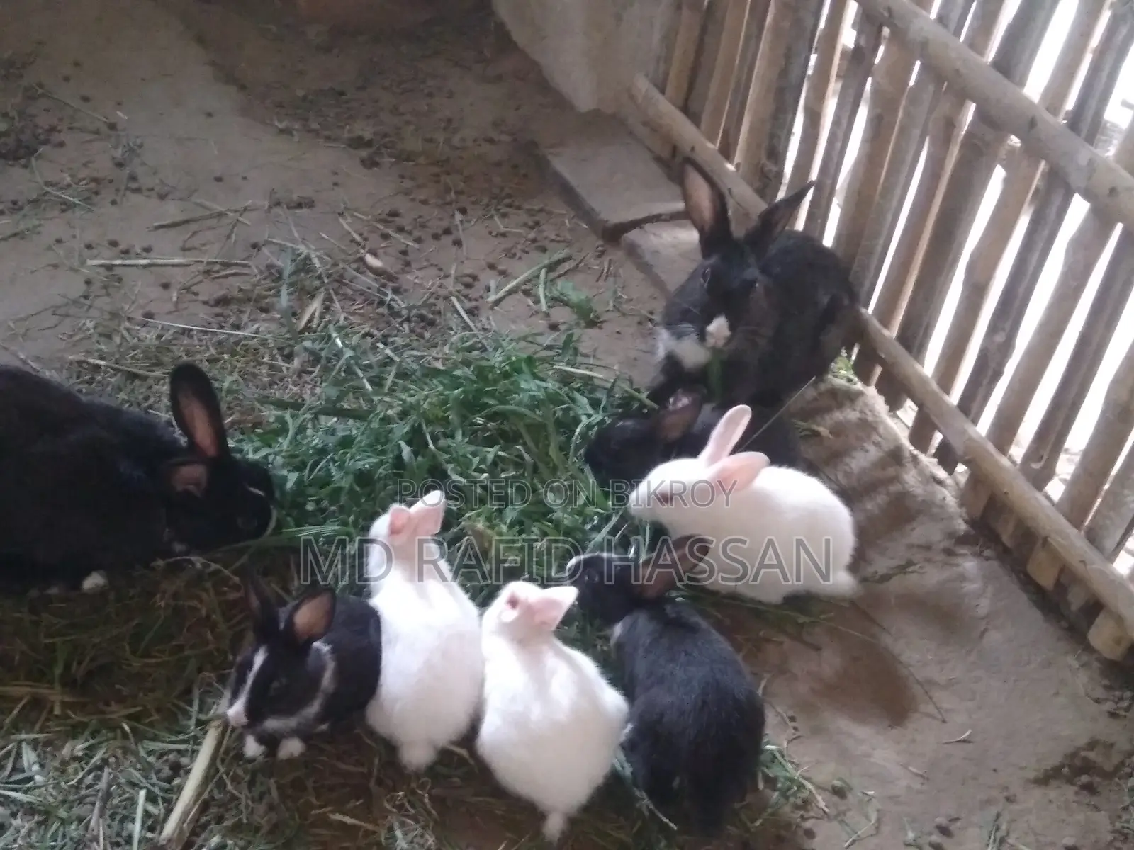 6 Rabbit Kits for Sale