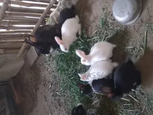 6 Rabbit Kits for Sale