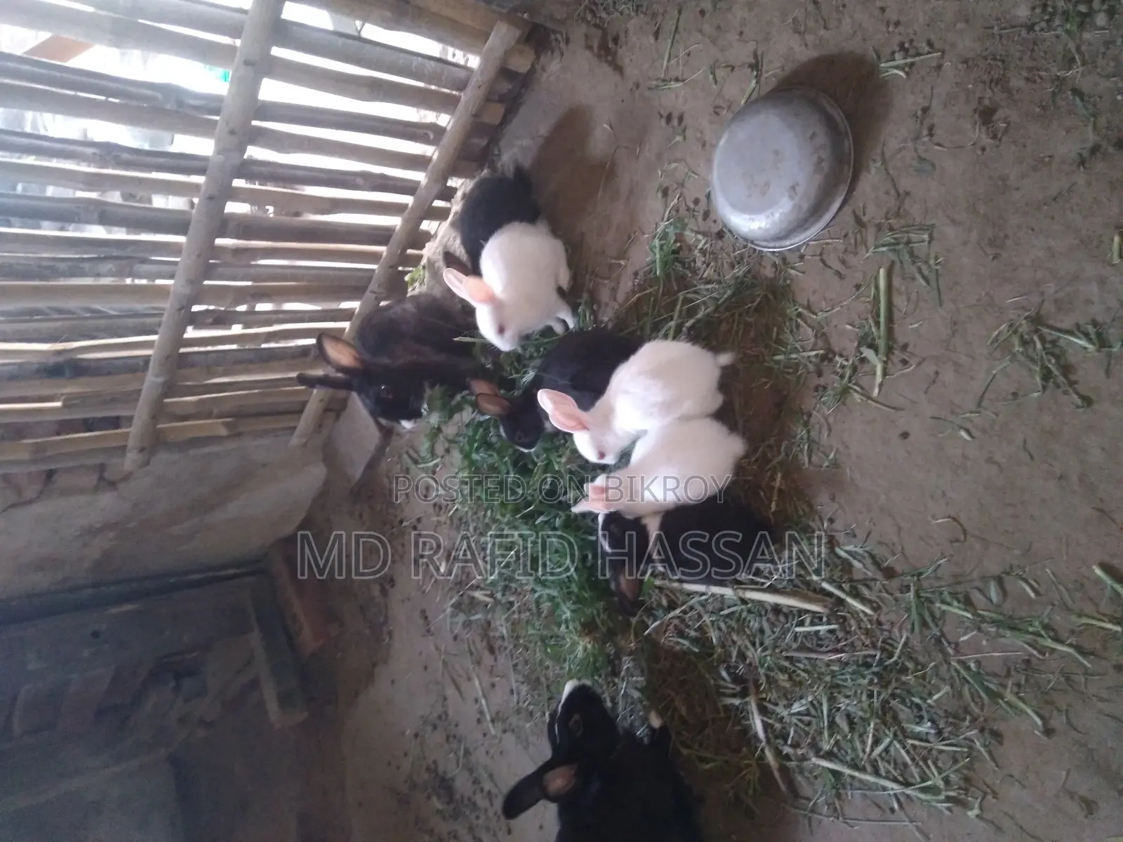 6 Rabbit Kits for Sale