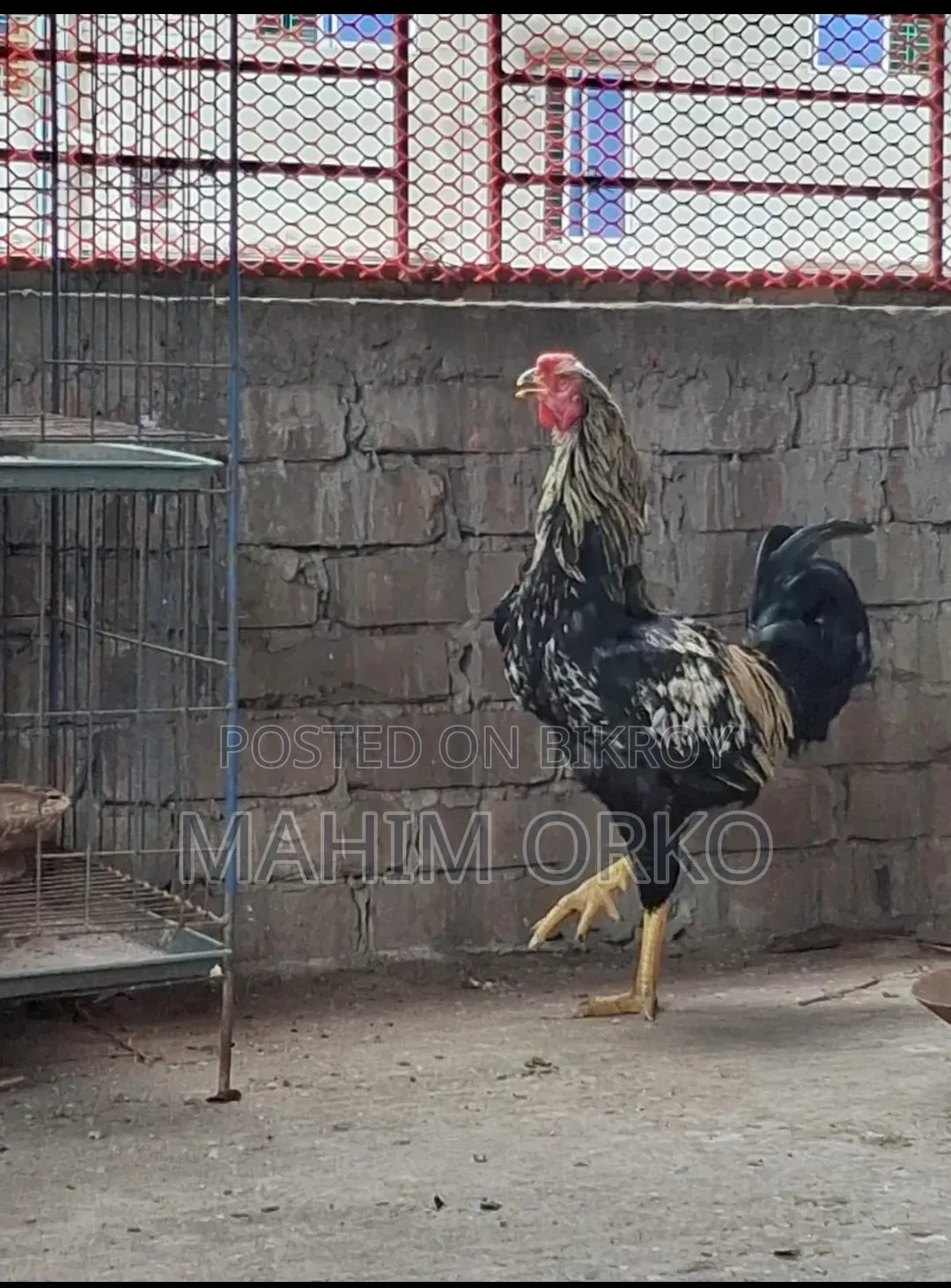 আসল মুরগি