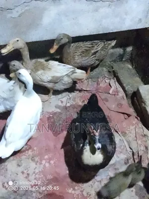 চিনা হাঁস রানিং ফিমেল বিক্রি হবে