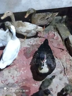 চিনা হাঁস রানিং ফিমেল বিক্রি হবে