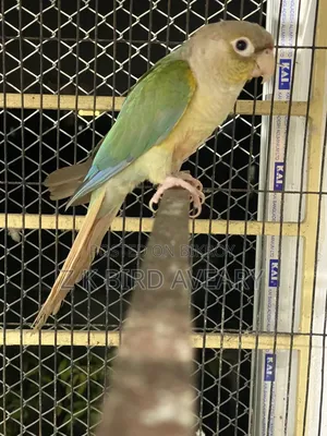 ব্লু পাইনঅ্যাপল কনুর অ্যাডাল্ট মেল