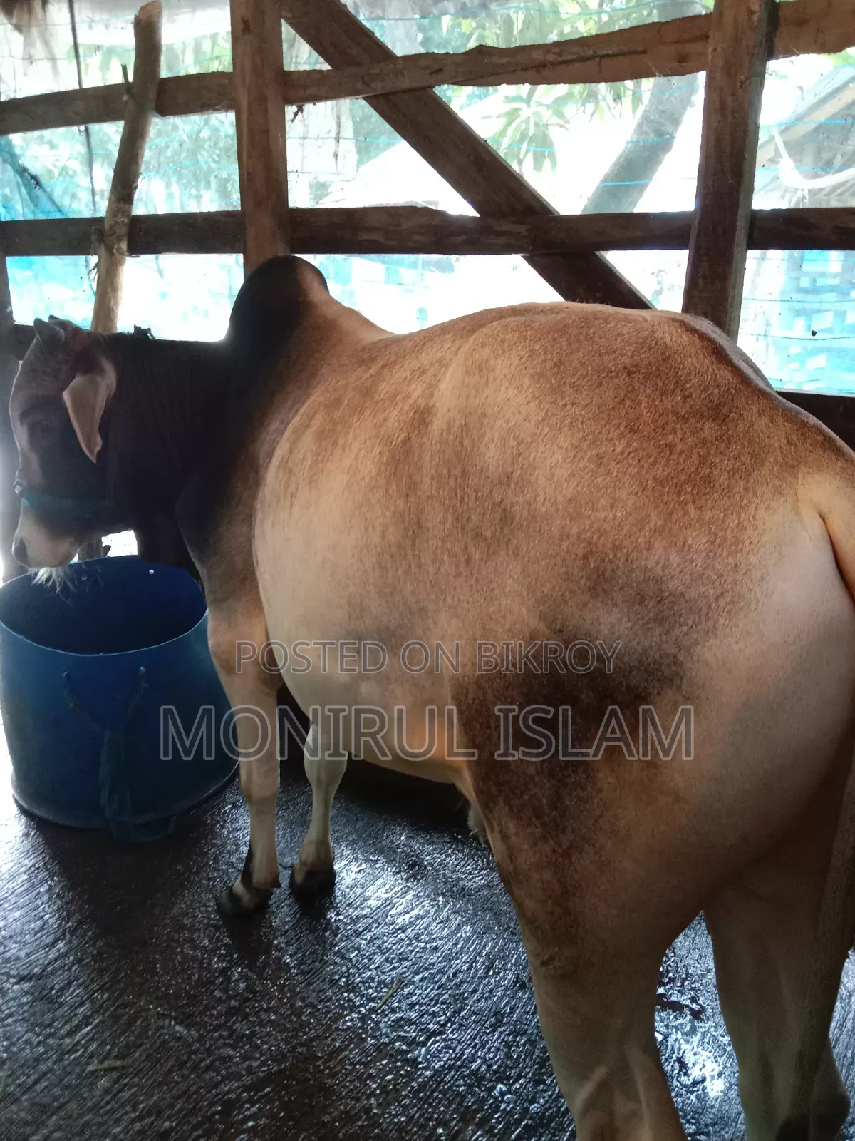 আশে কালারের কোরবানির গরু