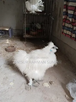 Silkie Chicken for Sale