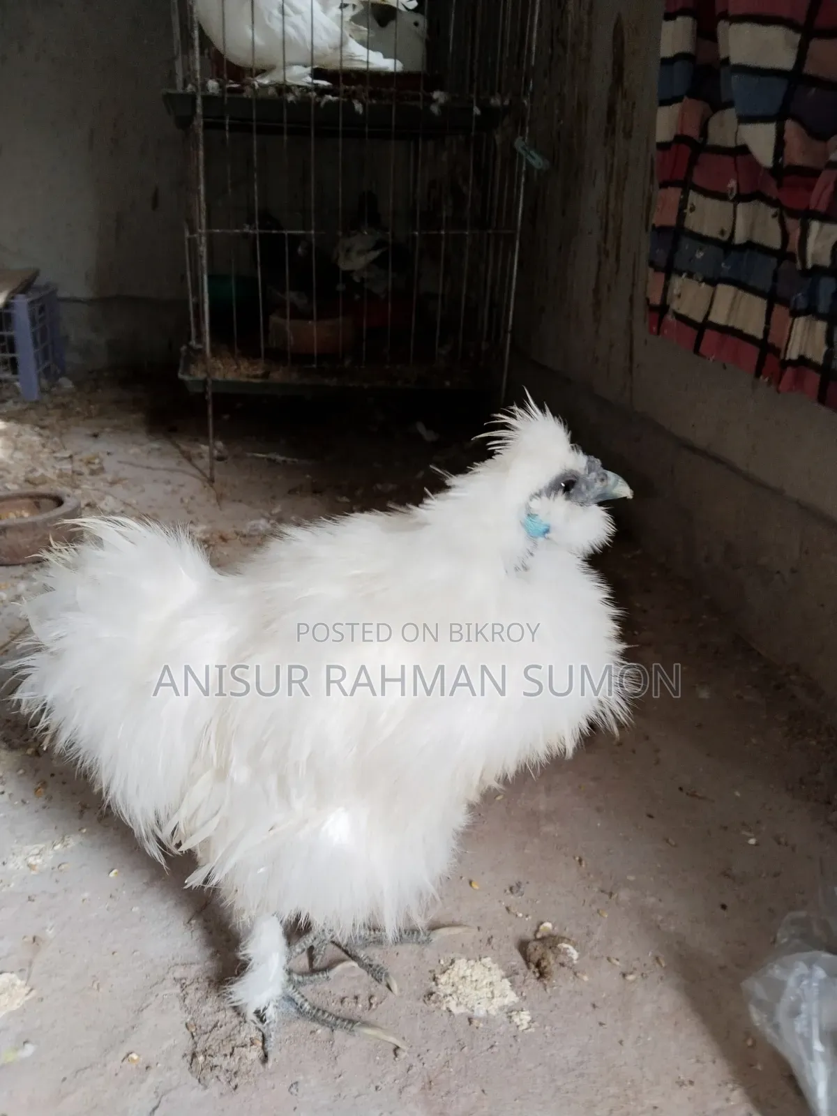 Silkie Chicken for Sale