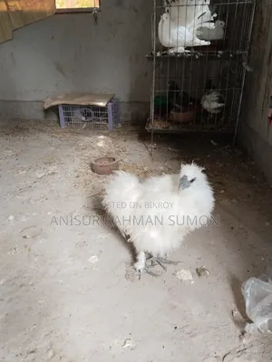 Silkie Chicken for Sale
