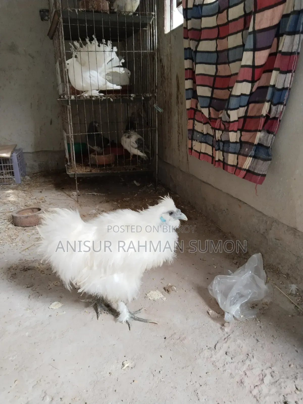 Silkie Chicken for Sale