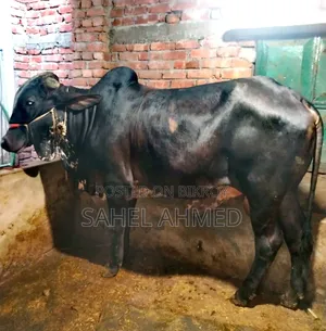 পবিত্র কুরবানীর জন্য ভাল জাতের ষাড় গরু বিক্রয় করা হবে