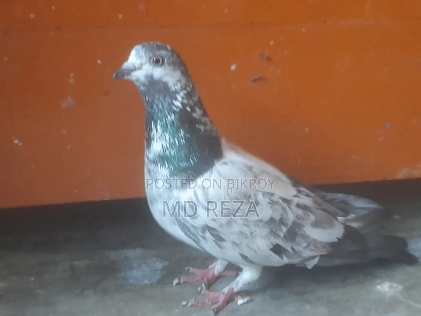 Cheetah Giribaz Female Pigeon