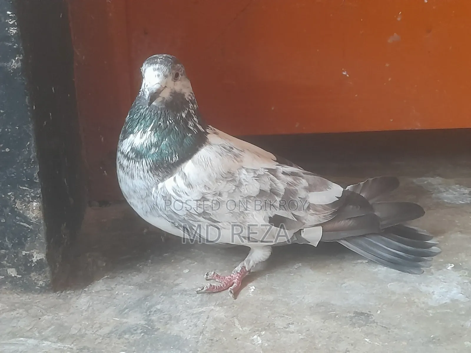 Cheetah Giribaz Female Pigeon