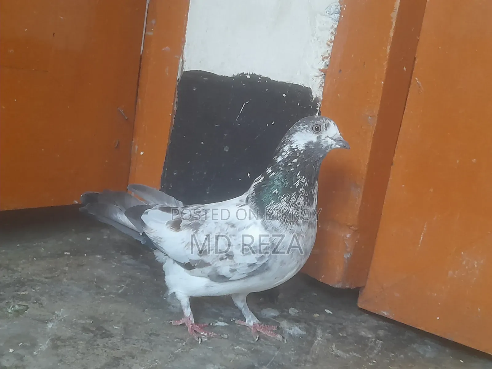 Cheetah Giribaz Female Pigeon