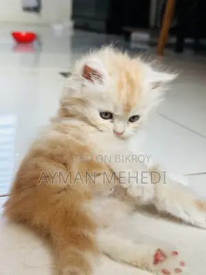 1-3 Months Female Purebred Persian