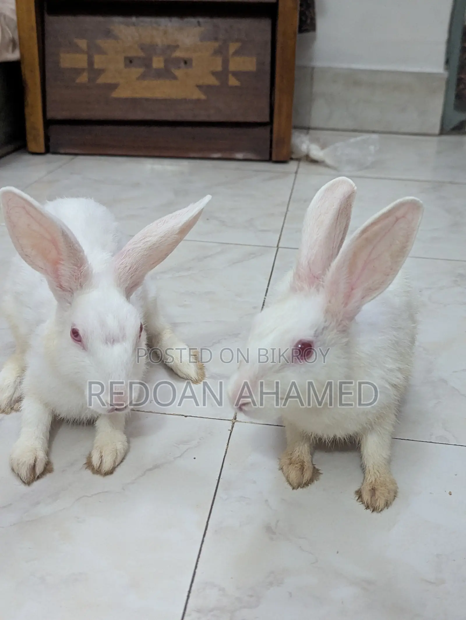 Sell Post: A pair of rabbits for sale (1 Male, 1 Female)