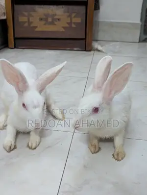 Sell Post: A pair of rabbits for sale (1 Male, 1 Female)