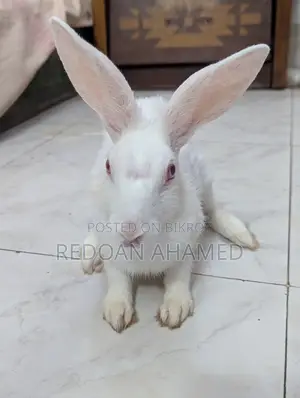 Sell Post: A pair of rabbits for sale (1 Male, 1 Female)