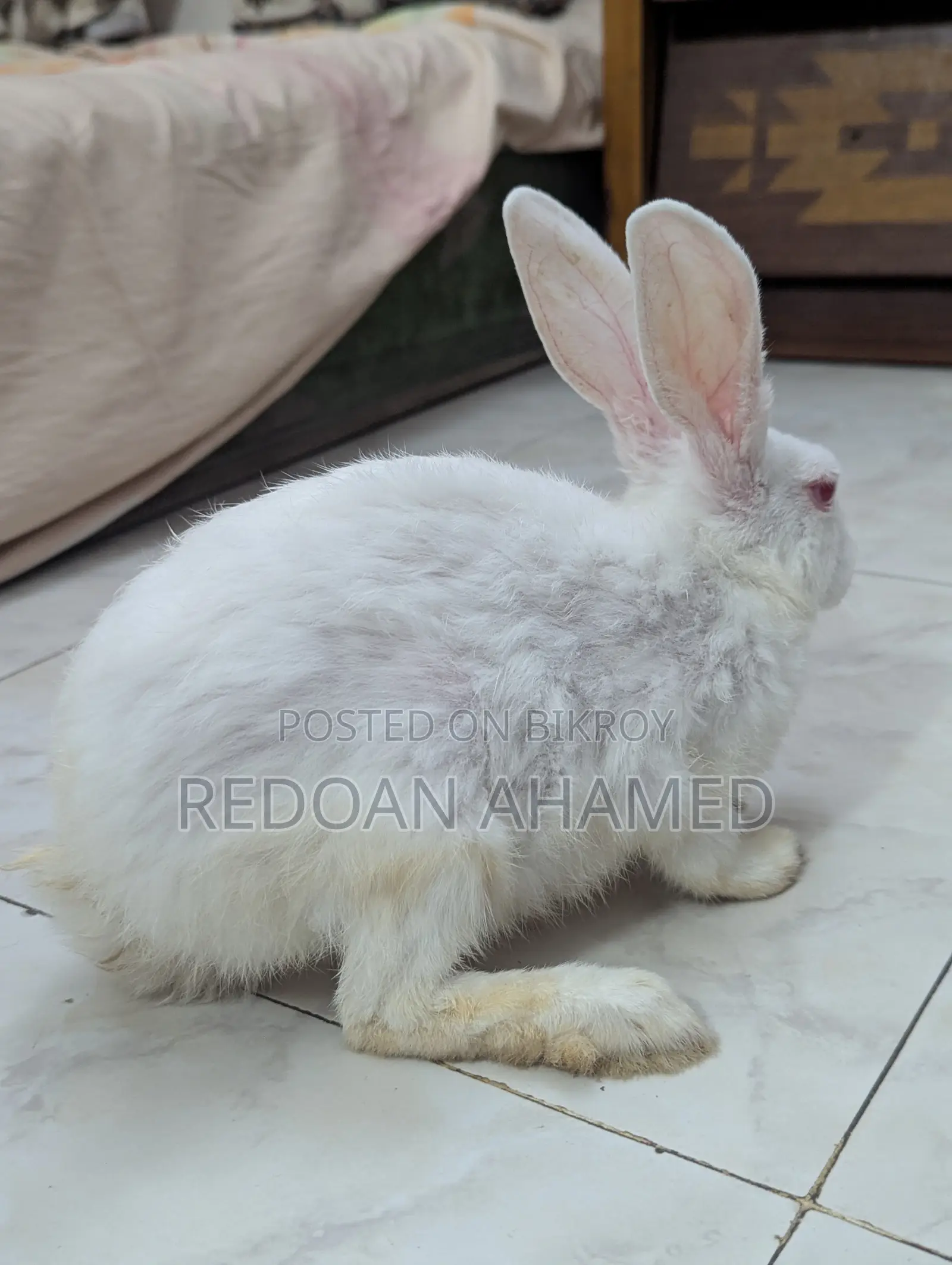 Sell Post: A pair of rabbits for sale (1 Male, 1 Female)