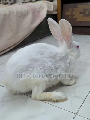 Sell Post: A pair of rabbits for sale (1 Male, 1 Female)