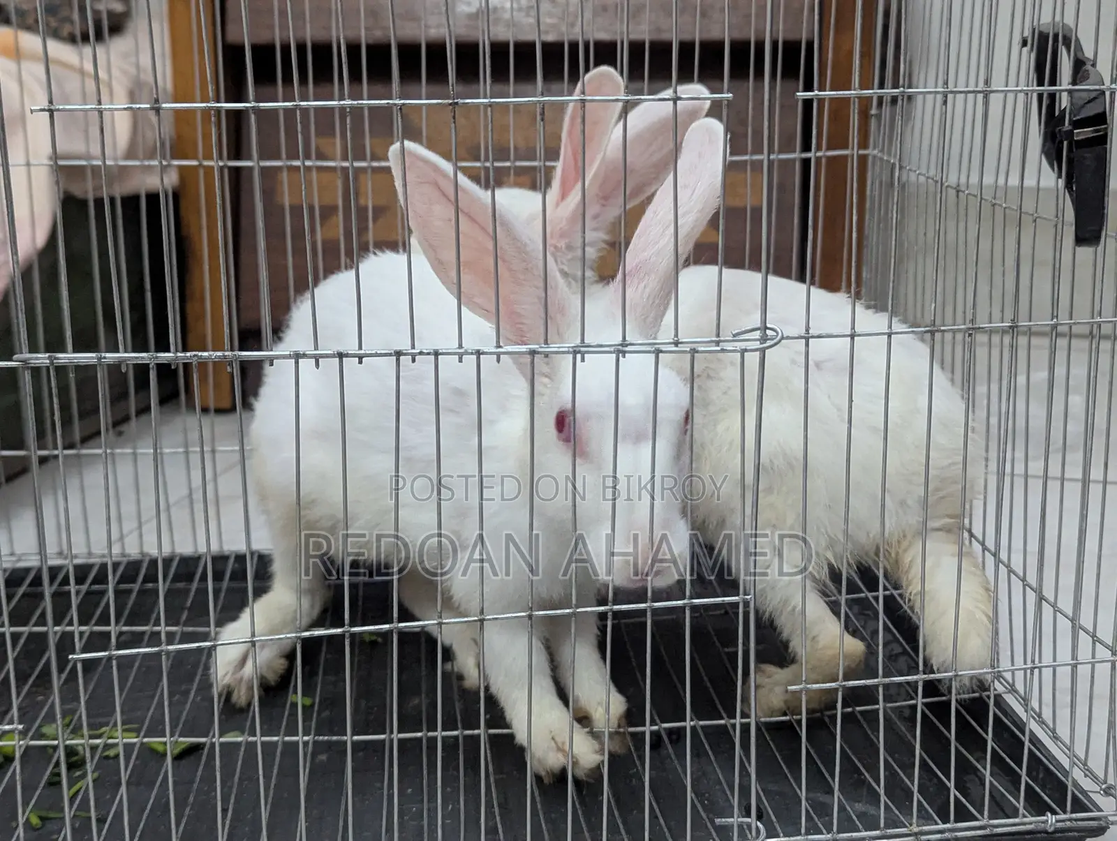 Sell Post: A pair of rabbits for sale (1 Male, 1 Female)