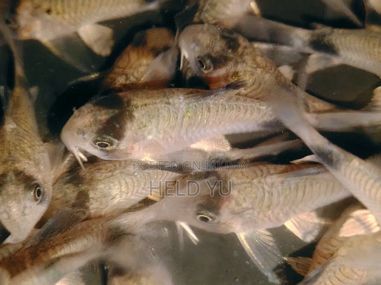 ডাম্বো ইয়ার হাফ মুন বেটা (শুধুমাত্র পুরুষ) পান্ডা কোরি (থাইল্যান্ড থেকে আমদানিকৃত)