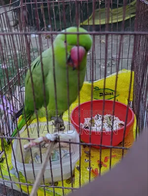 টিয়া পাখি
