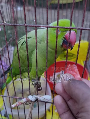 টিয়া পাখি