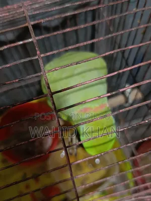 টিয়া পাখি
