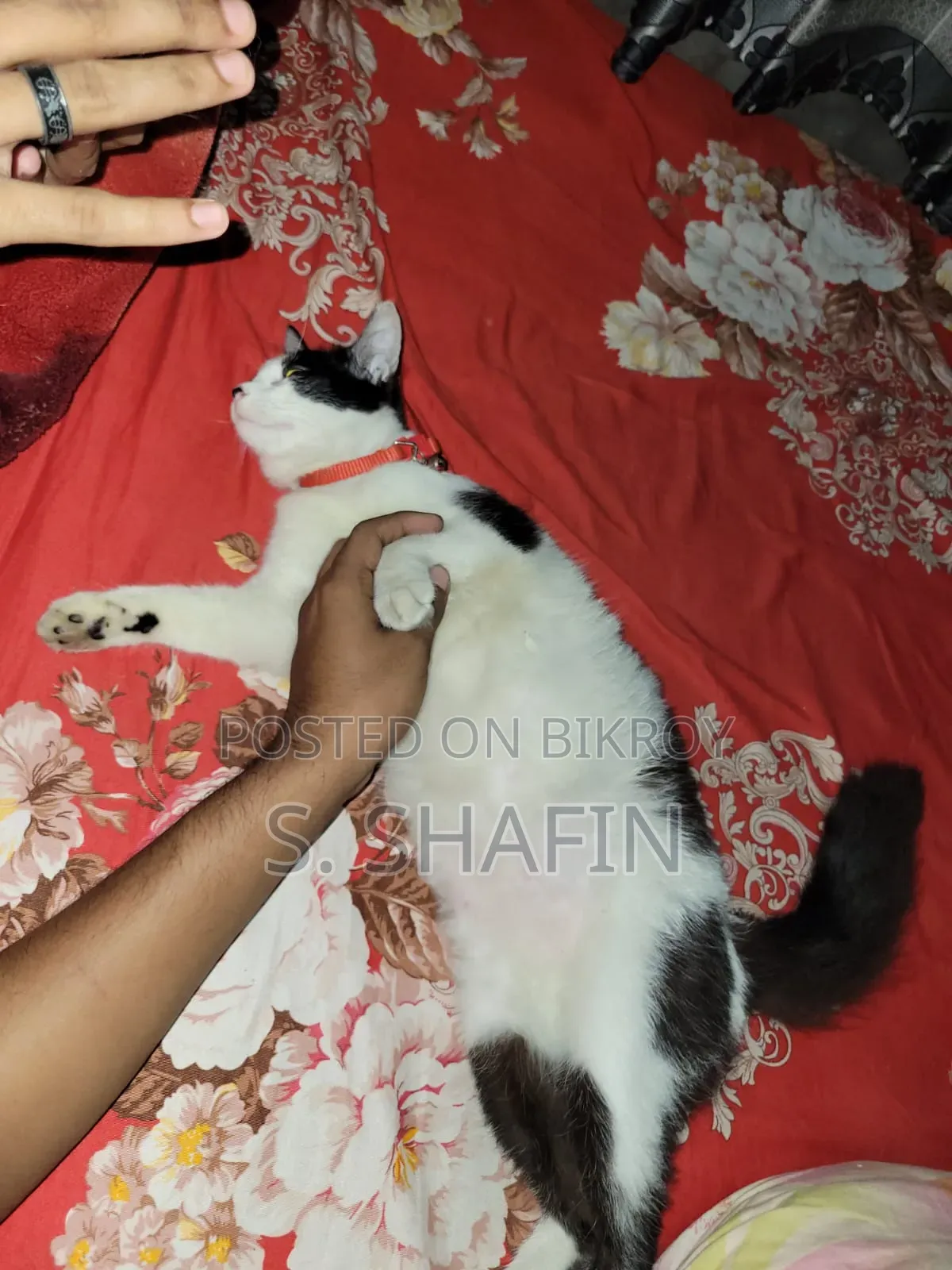 6-12 Months Female Mixed Breed Persian