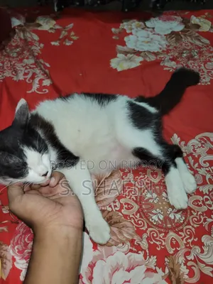 6-12 Months Female Mixed Breed Persian