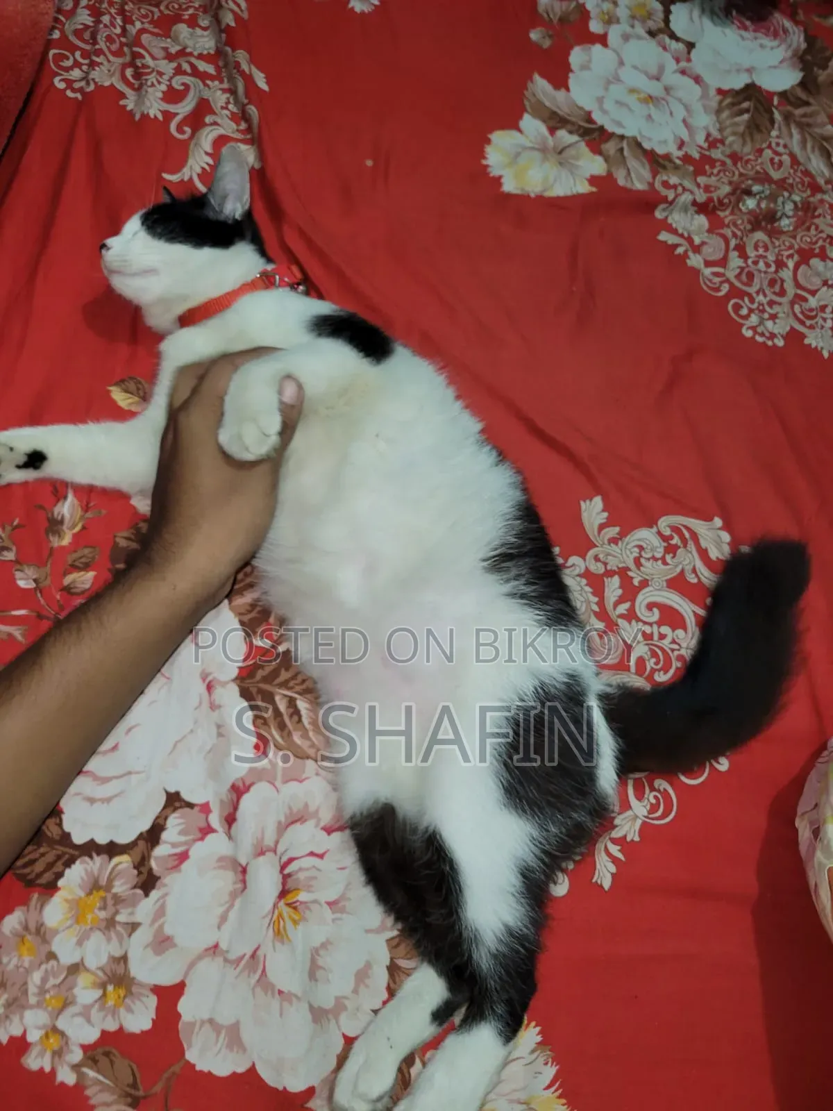 6-12 Months Female Mixed Breed Persian