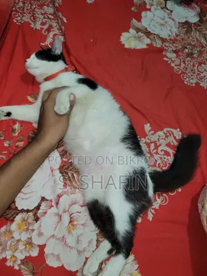 6-12 Months Female Mixed Breed Persian