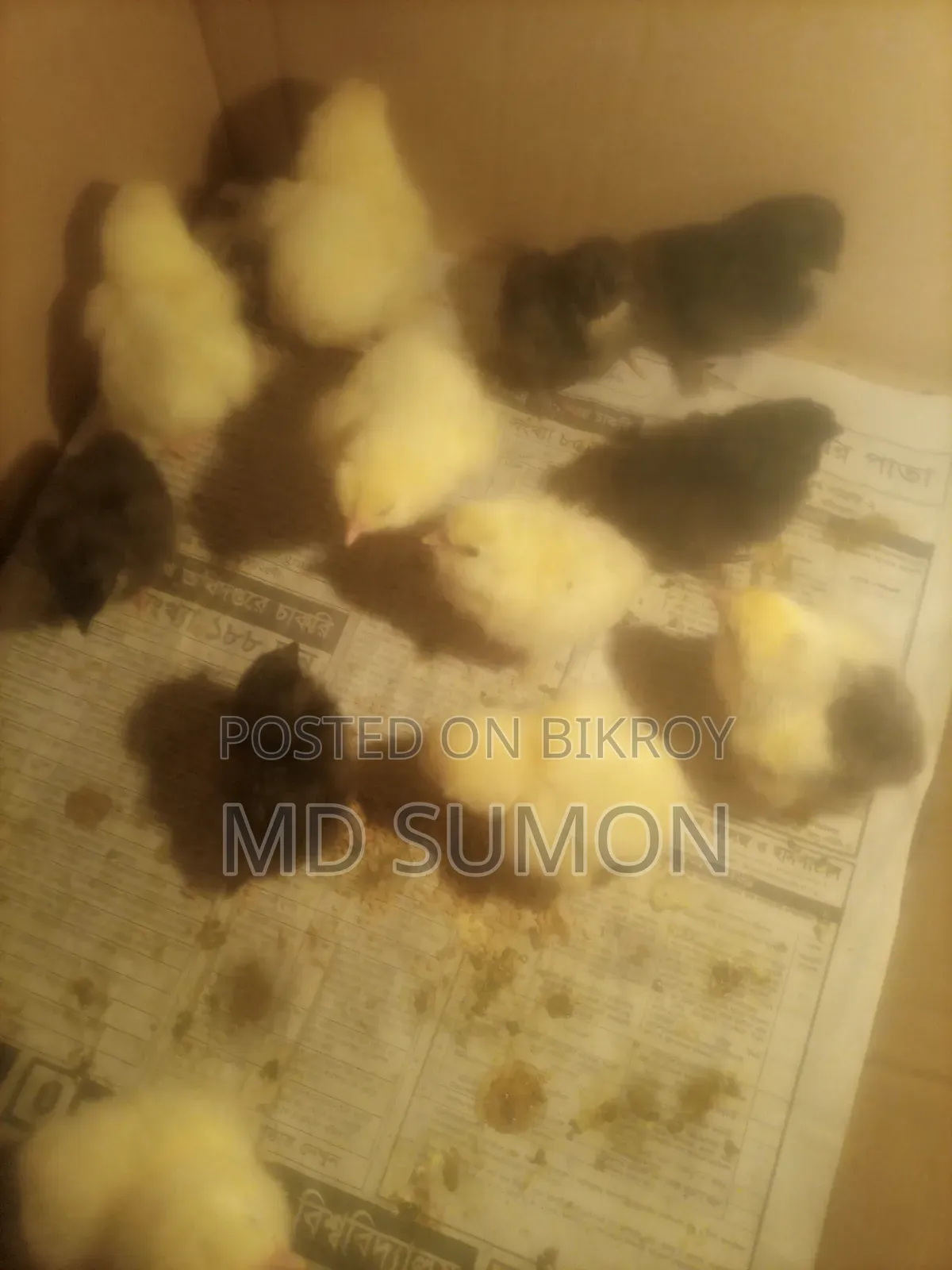 Brahma Chicks for Sale