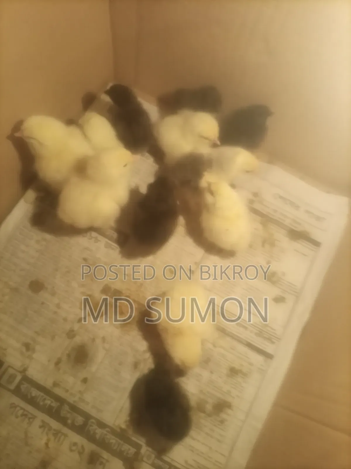Brahma Chicks for Sale