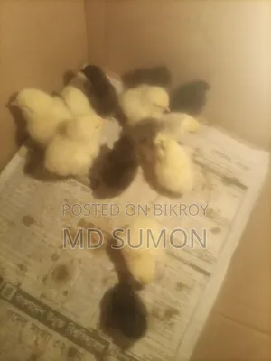 Brahma Chicks for Sale