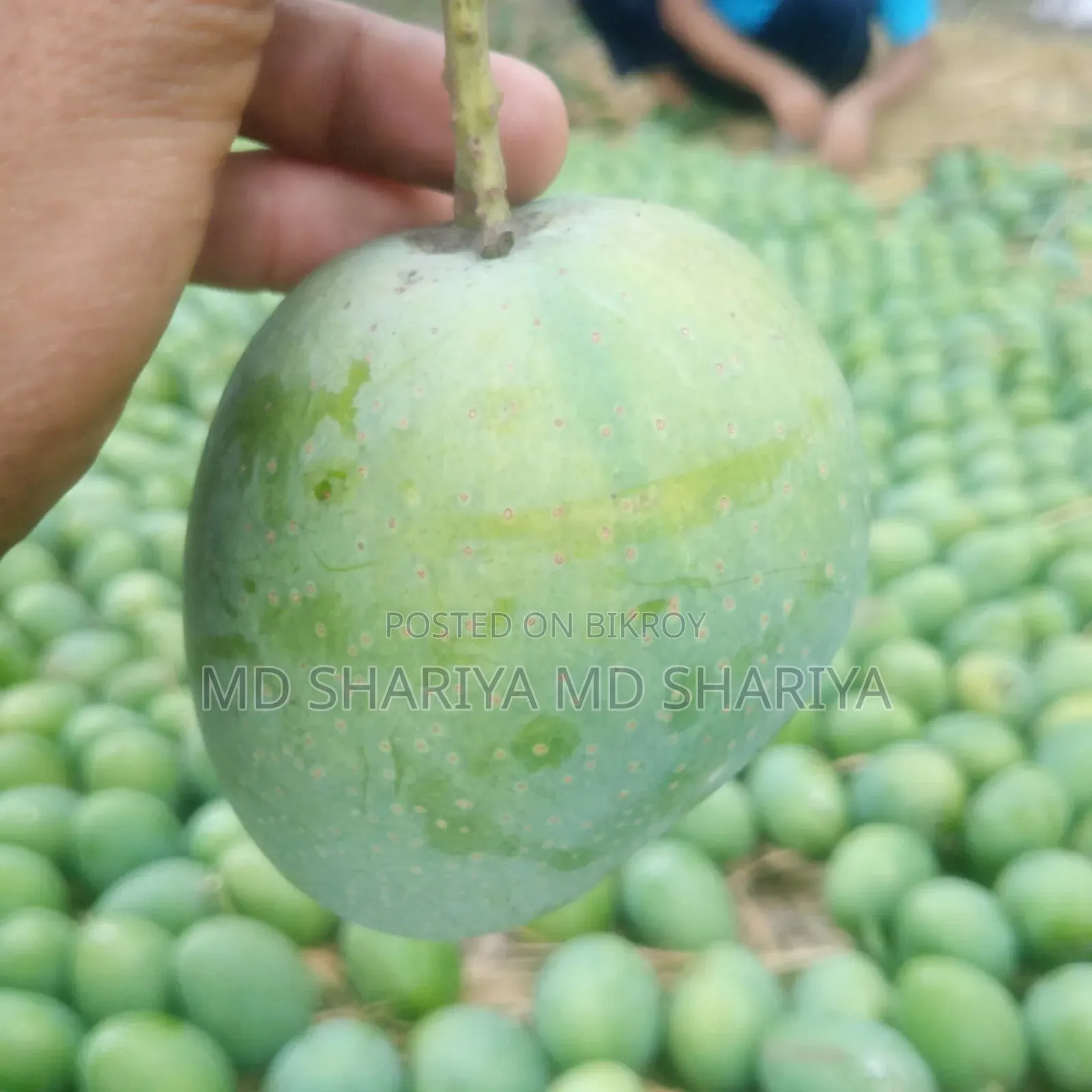 রাজশাহীর বিখ্যাত গোপাল ভোগ আম
