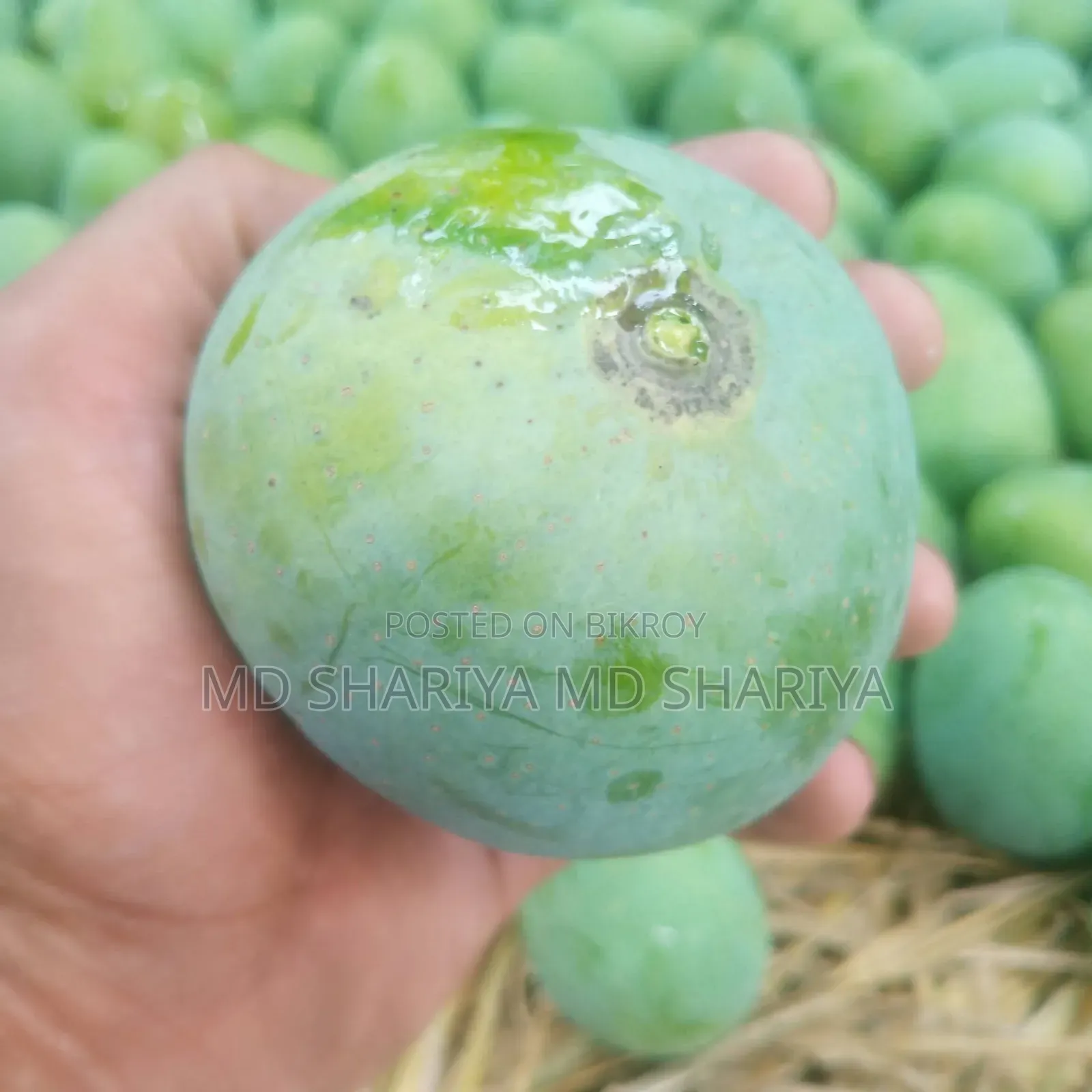 রাজশাহীর বিখ্যাত গোপাল ভোগ আম