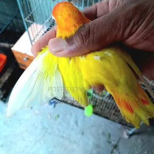 Love Bird Opaline