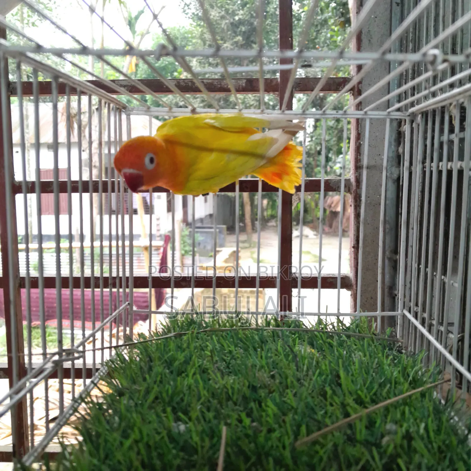 Love Bird Opaline