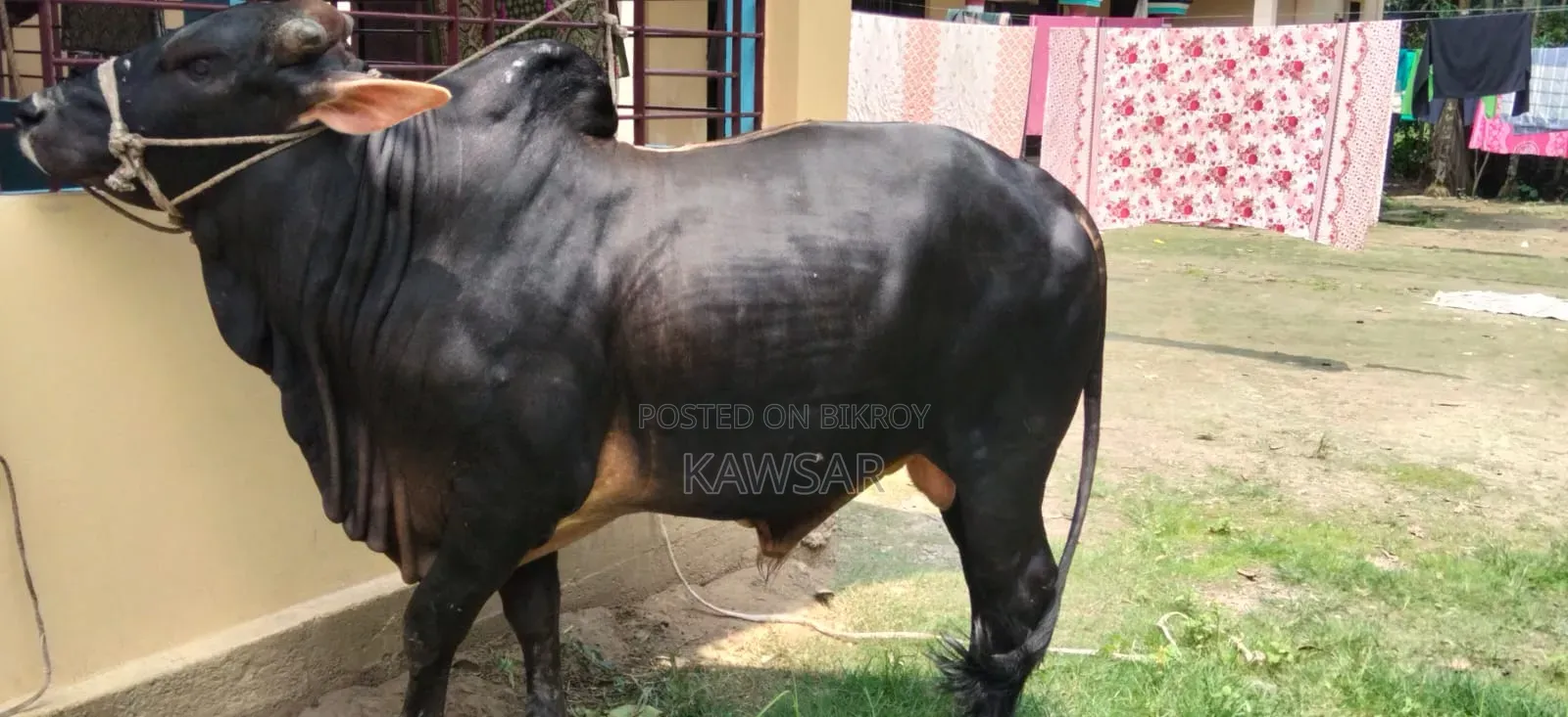 কোরবানির জন্য দেশী শাহিওয়াল ষাড়।