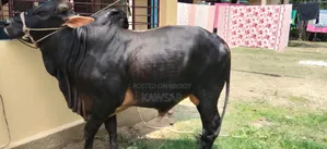 কোরবানির জন্য দেশী শাহিওয়াল ষাড়।