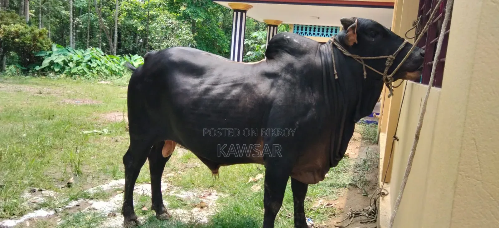কোরবানির জন্য দেশী শাহিওয়াল ষাড়।