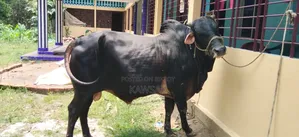 কোরবানির জন্য দেশী শাহিওয়াল ষাড়।