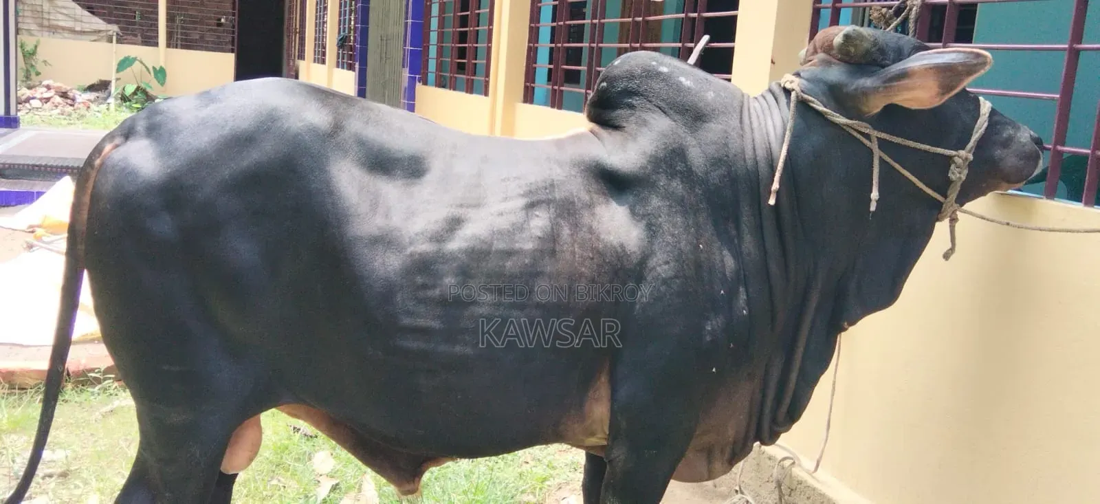 কোরবানির জন্য দেশী শাহিওয়াল ষাড়।
