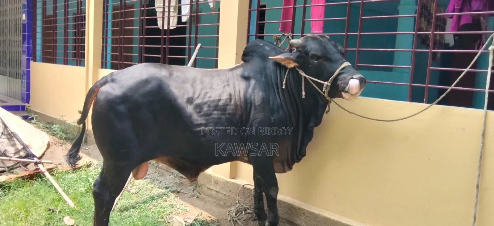 কোরবানির জন্য দেশী শাহিওয়াল ষাড়।